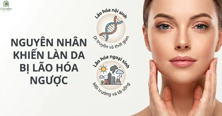 Lão Hóa Ngược Là Gì? Các Tips Giúp Ngăn Ngừa Lão Hóa Ngược Làn Da